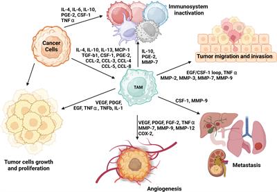 The cross-talk between macrophages and tumor cells as a target for cancer treatment